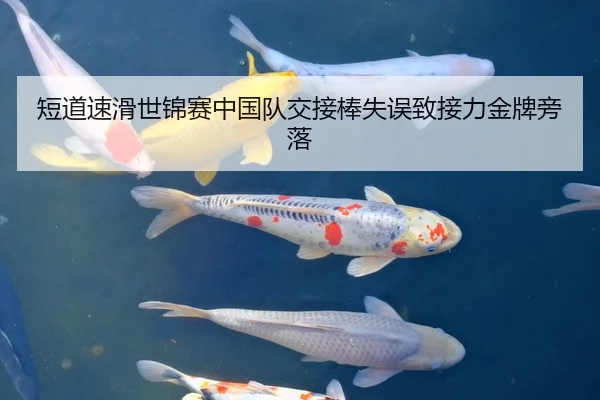 短道速滑世锦赛中国队交接棒失误致接力金牌旁落